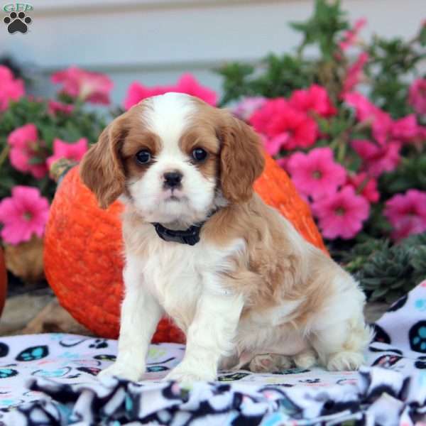 Lenny, Cavalier King Charles Spaniel Puppy