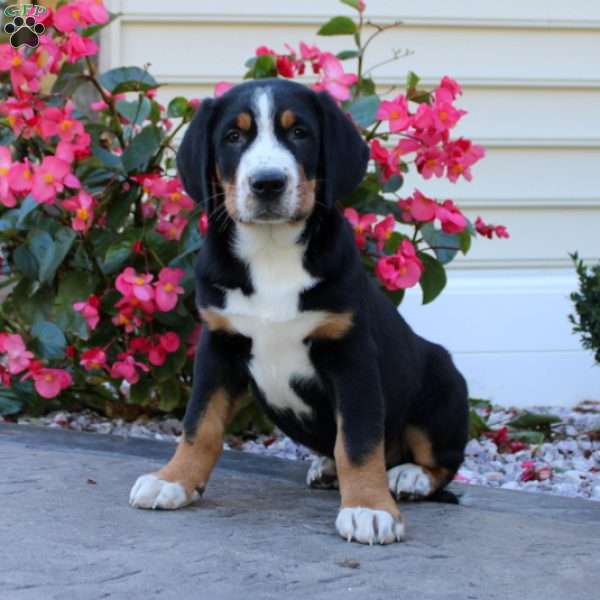 Lenny, Greater Swiss Mountain Dog Puppy