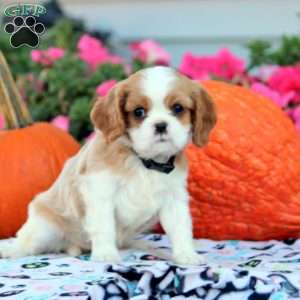 Lenny, Cavalier King Charles Spaniel Puppy