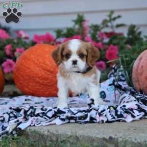 Lenny, Cavalier King Charles Spaniel Puppy