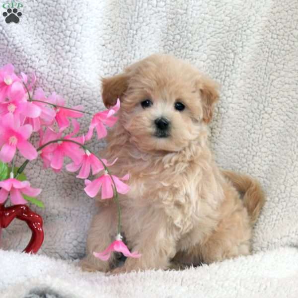 Lenox, Maltipoo Puppy