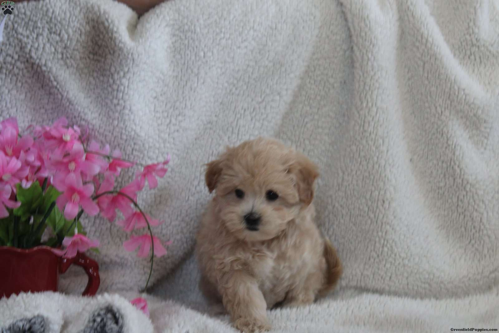 Lenox Maltipoo Puppy For Sale in Pennsylvania