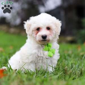 Leo, Maltipoo Puppy