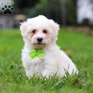 Leo, Maltipoo Puppy