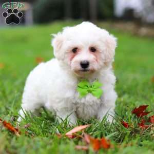 Leo, Maltipoo Puppy