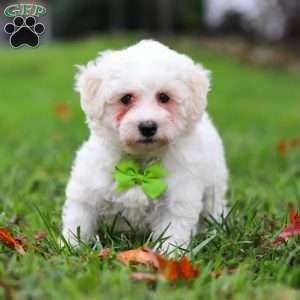 Leo, Maltipoo Puppy