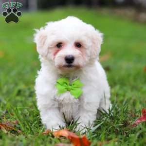 Leo, Maltipoo Puppy