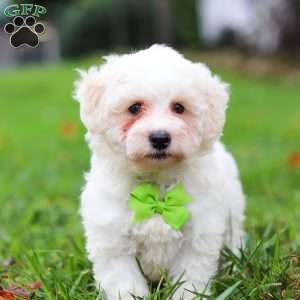 Leo, Maltipoo Puppy