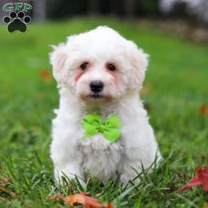 Leo, Maltipoo Puppy