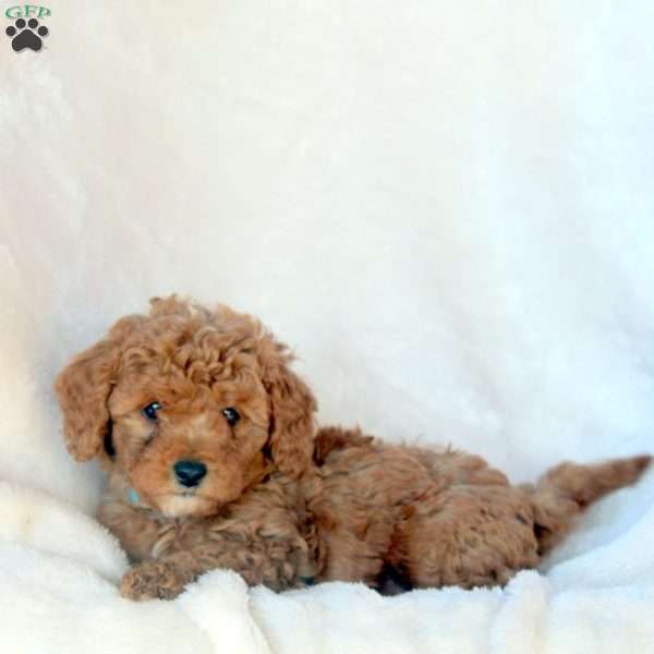 Leo, Mini Goldendoodle Puppy