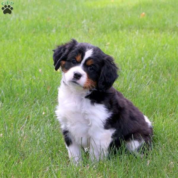 Leo, Miniature Bernese Mountain Dog Puppy