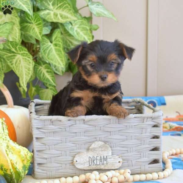 Leo, Yorkie Poo Puppy