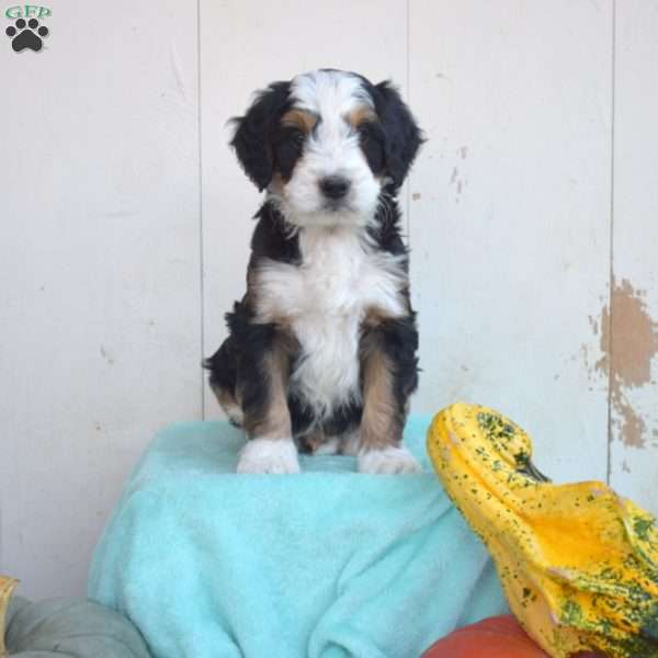 Leo, Mini Bernedoodle Puppy