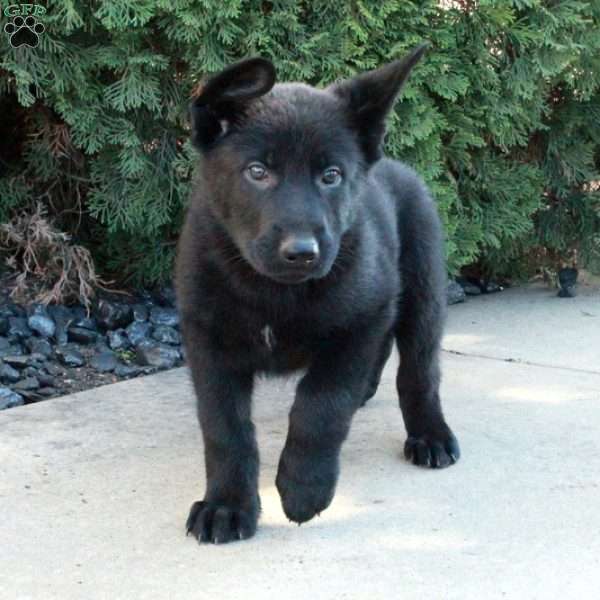 Leo, German Shepherd Puppy