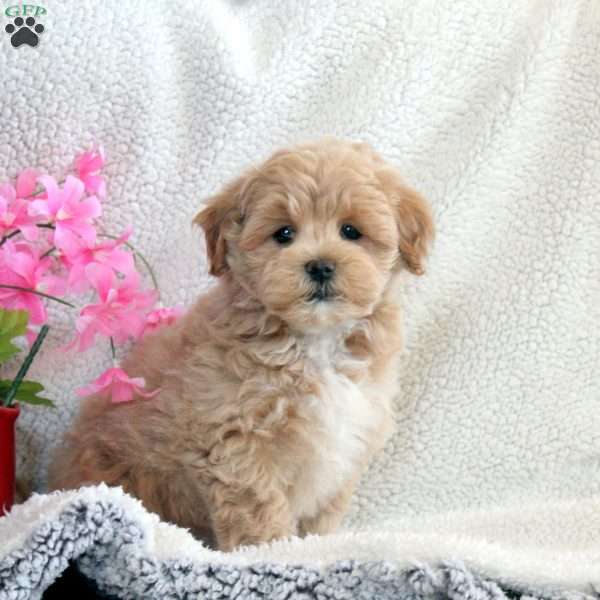 Leo, Maltipoo Puppy