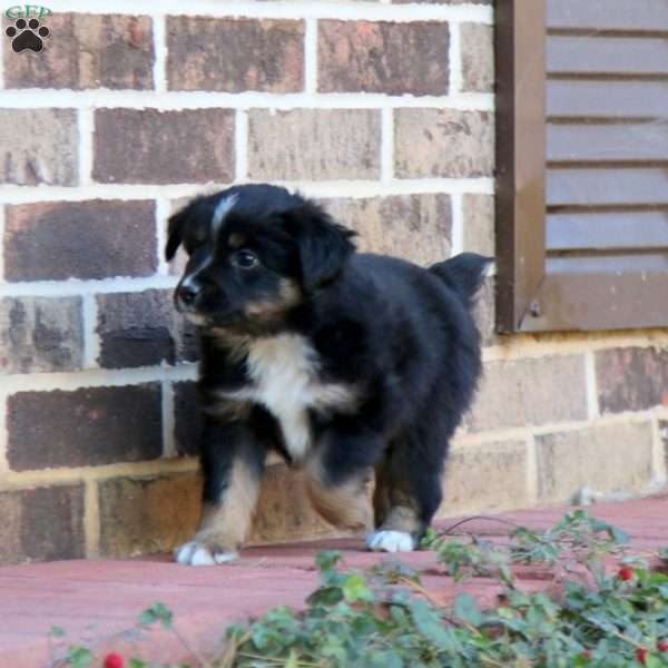 Leo, Miniature Australian Shepherd Puppy