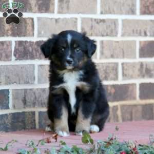 Leo, Miniature Australian Shepherd Puppy