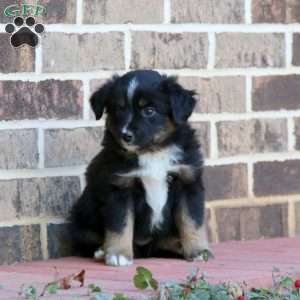 Leo, Miniature Australian Shepherd Puppy