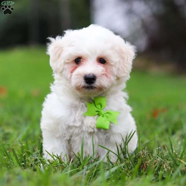 Leo, Maltipoo Puppy