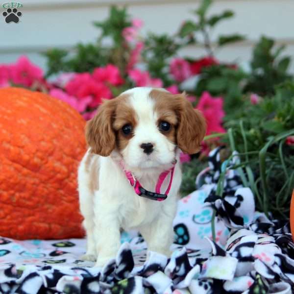 Leon, Cavalier King Charles Spaniel Puppy