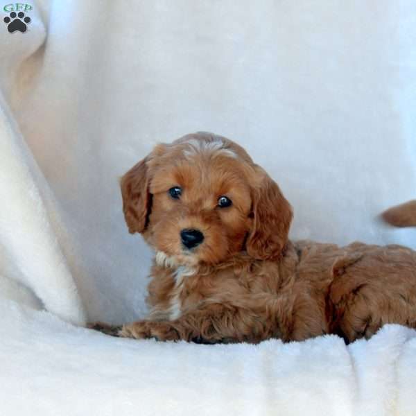 Leon, Mini Goldendoodle Puppy