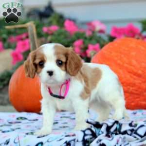 Leon, Cavalier King Charles Spaniel Puppy