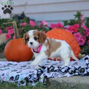 Leon, Cavalier King Charles Spaniel Puppy