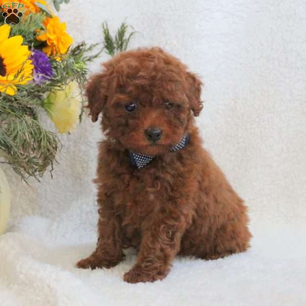 Lester, Miniature Poodle Puppy