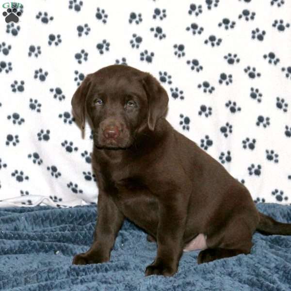 Lester, Chocolate Labrador Retriever Puppy