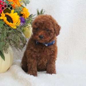 Lester, Miniature Poodle Puppy