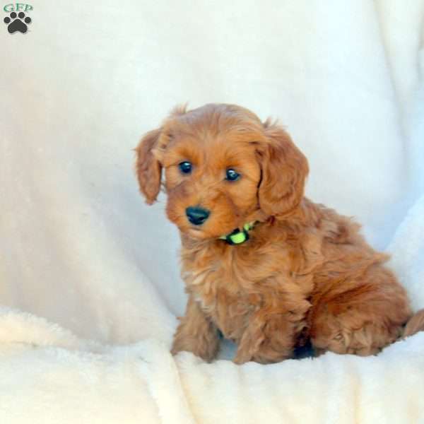 Levi, Mini Goldendoodle Puppy