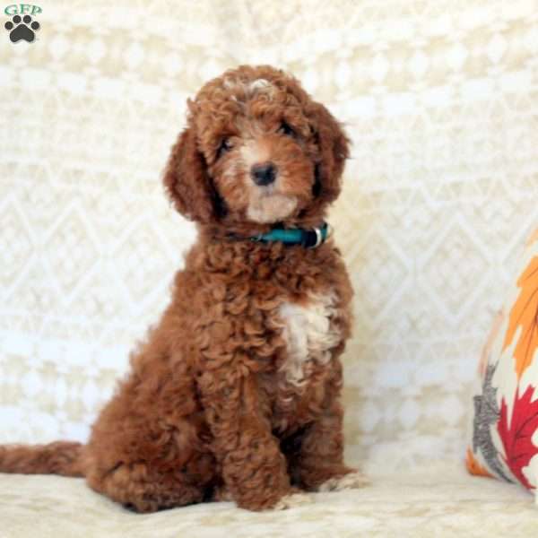 Lewis, Miniature Poodle Puppy