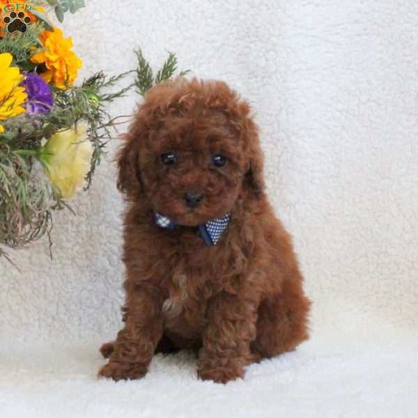 Lewis, Miniature Poodle Puppy