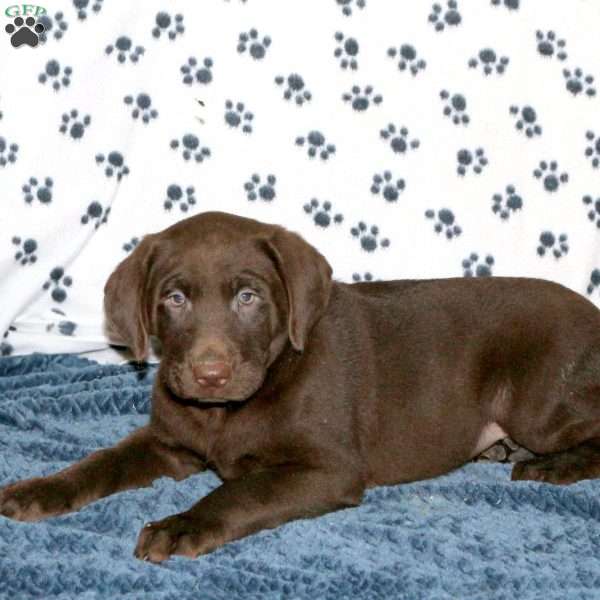 Lewis, Chocolate Labrador Retriever Puppy