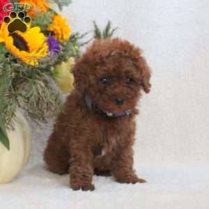 Lewis, Miniature Poodle Puppy