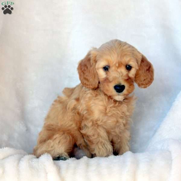 Liam, Mini Goldendoodle Puppy