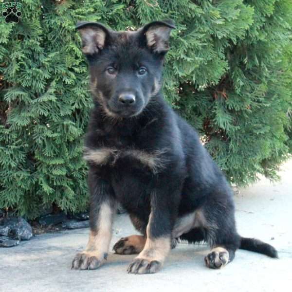 Liam, German Shepherd Puppy