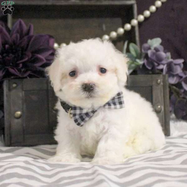 Liam, Bichon Frise Puppy