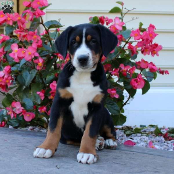 Libby, Greater Swiss Mountain Dog Puppy