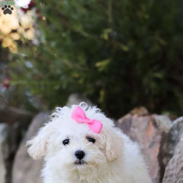 Lila, Maltipoo Puppy