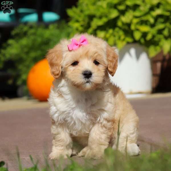 Lilac, Maltipoo Puppy