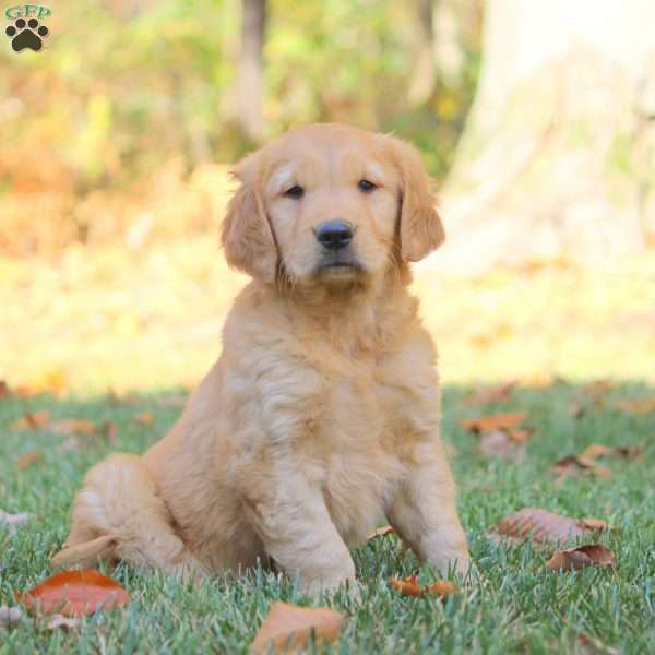 Lilac, Golden Retriever Puppy