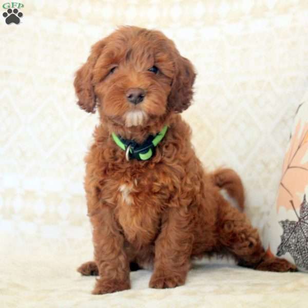 Lilac, Miniature Poodle Puppy