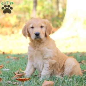 Lilac, Golden Retriever Puppy