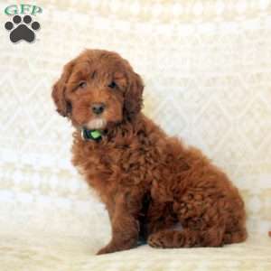 Lilac, Miniature Poodle Puppy