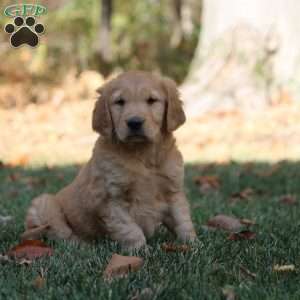 Lilac, Golden Retriever Puppy