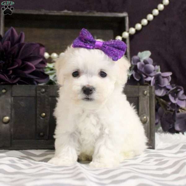 Lilah, Bichon Frise Puppy