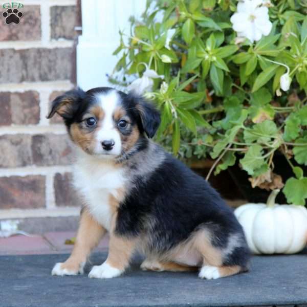 Lill, Miniature Australian Shepherd Puppy