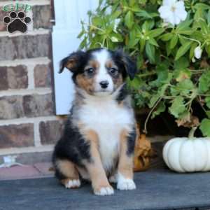 Lill, Miniature Australian Shepherd Puppy