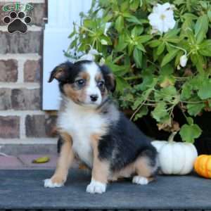 Lill, Miniature Australian Shepherd Puppy